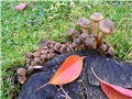 gljive u mome vrtu